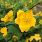 高島平、緑道の花