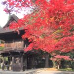 平林寺の紅葉