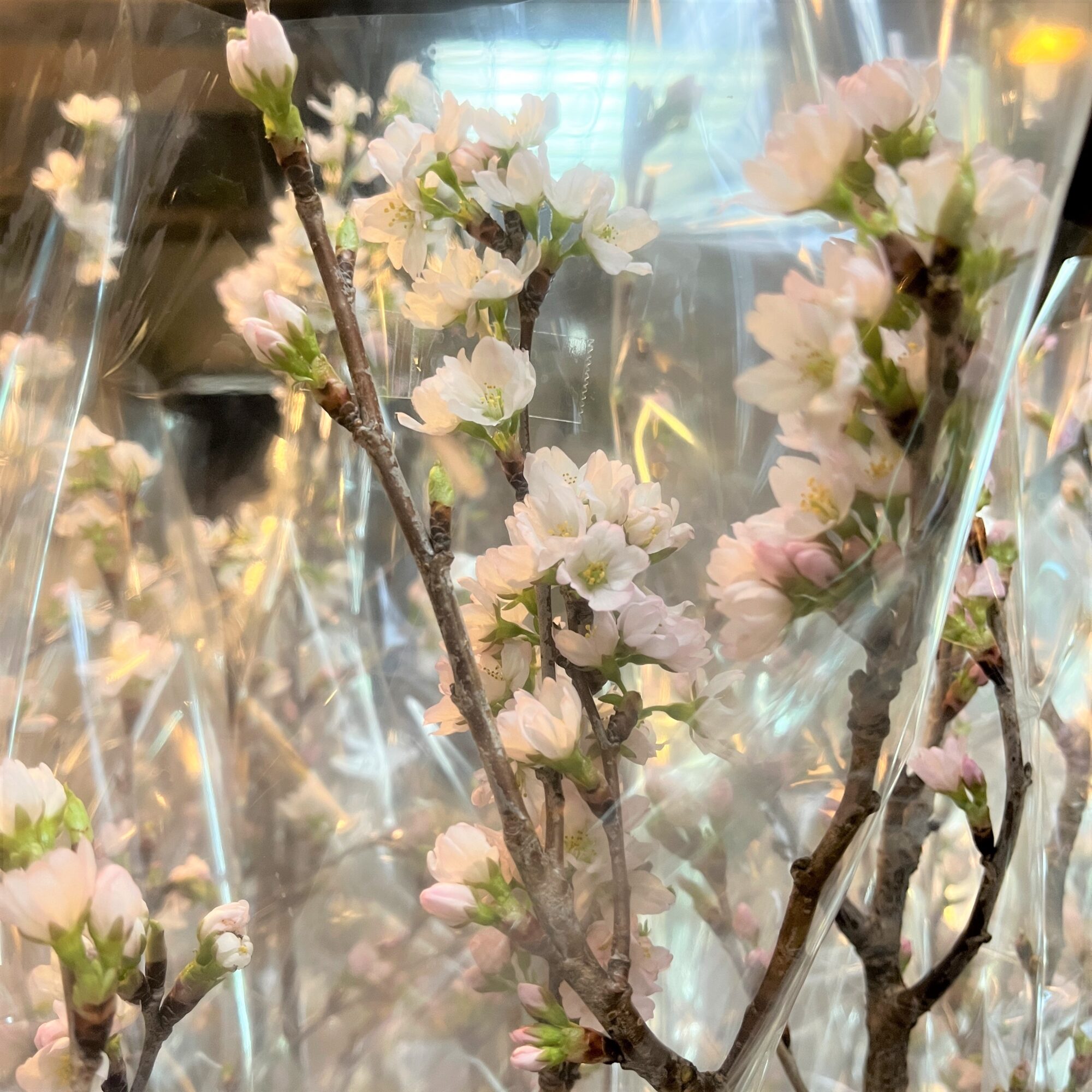 今年もおうちお花見用に、桜の生花入荷しました！