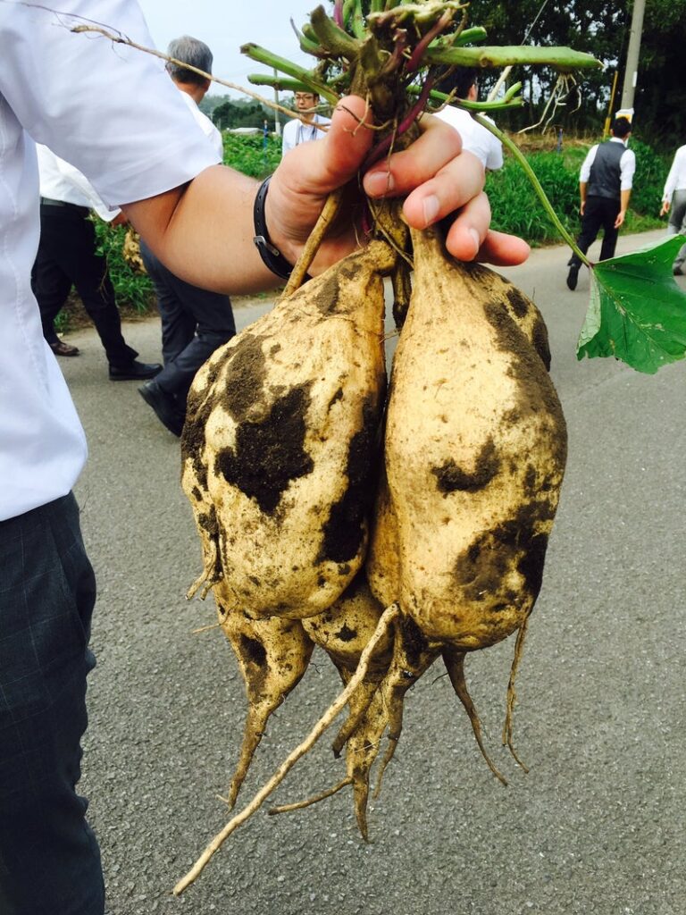 【鹿児島県】 蔵の師魂：小正醸造さん