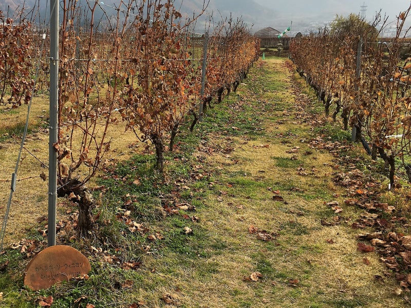 【山梨県】 シャトー・メルシャン ワイナリー見学