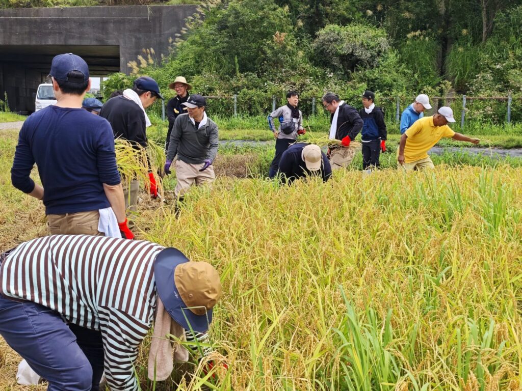 8月23日 呼友 純米吟醸の発売1周年を記念して、稲刈&蔵見学を開催しました!