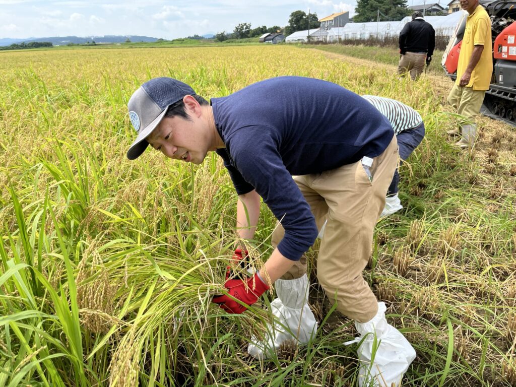 8月23日 呼友 純米吟醸の発売1周年を記念して、稲刈&蔵見学を開催しました!